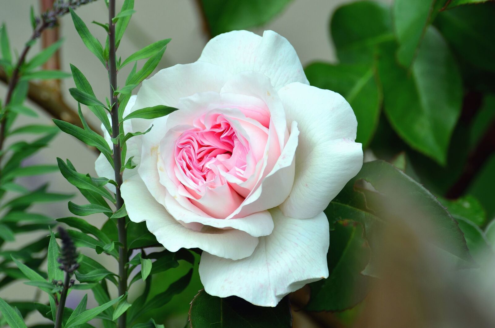 Nikon D5100 sample photo. Rose, flower, plant, bloom photography