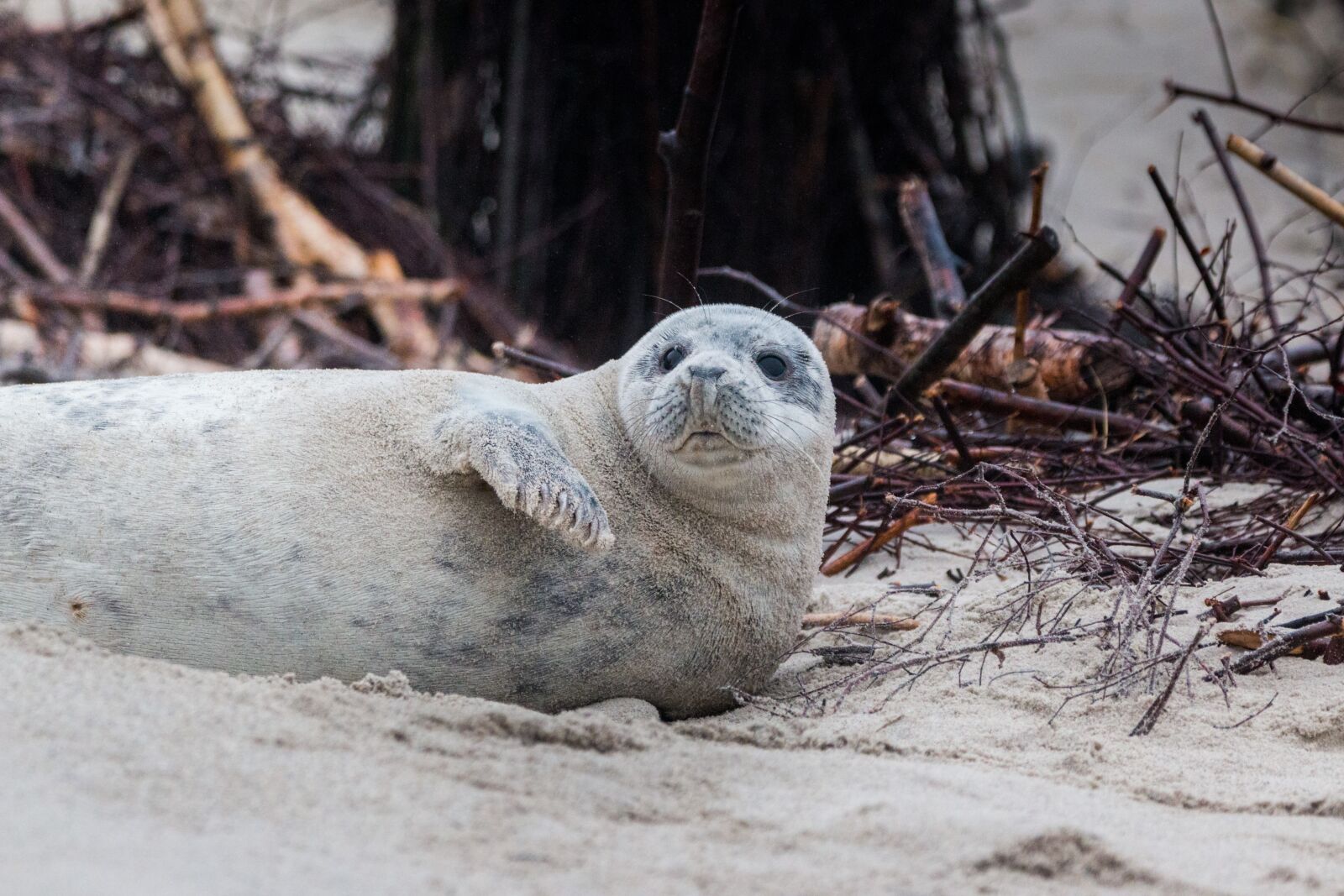 150-600mm F5-6.3 DG OS HSM | Contemporary 015 sample photo. Grey seal, robbe, halichoerus photography