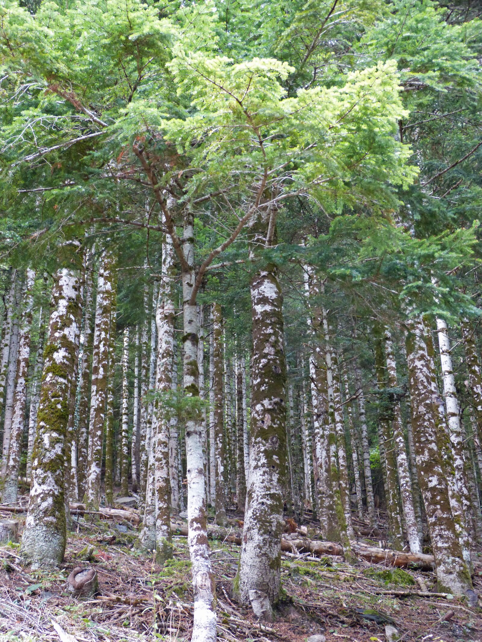 Panasonic DMC-FZ62 sample photo. Forest, hayedo, atlantic forest photography