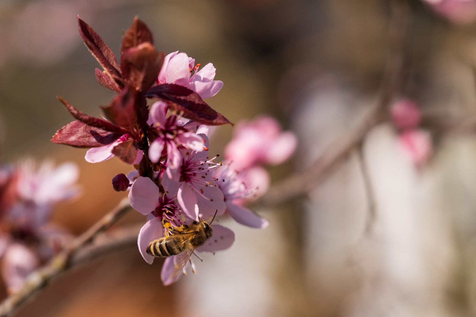 Leica Vario-Elmarit-SL 24-90mm F2.8-4 ASPH sample photo. Bee, honey bee, bees photography
