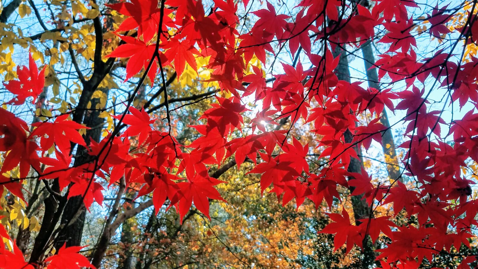 Samsung Galaxy S7 sample photo. Fall color, autumn, colorful photography