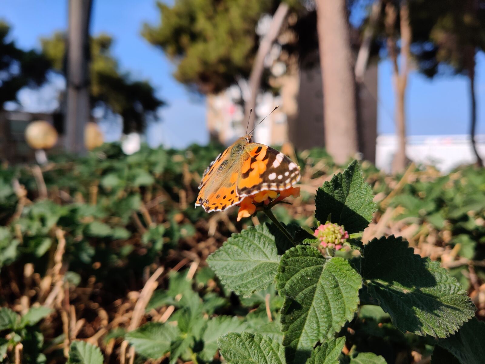 OnePlus GM1903 sample photo. Butterfly, orange, shrub photography
