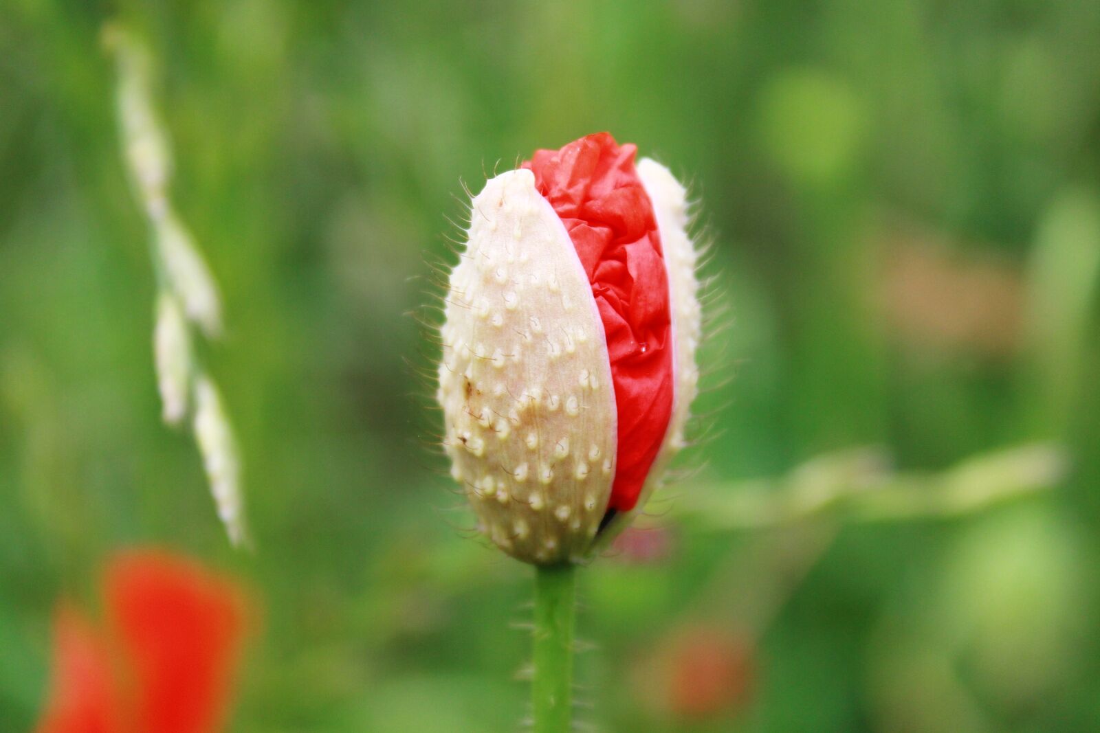 Canon EOS 1200D (EOS Rebel T5 / EOS Kiss X70 / EOS Hi) sample photo. Poppy, poppy flower, red photography