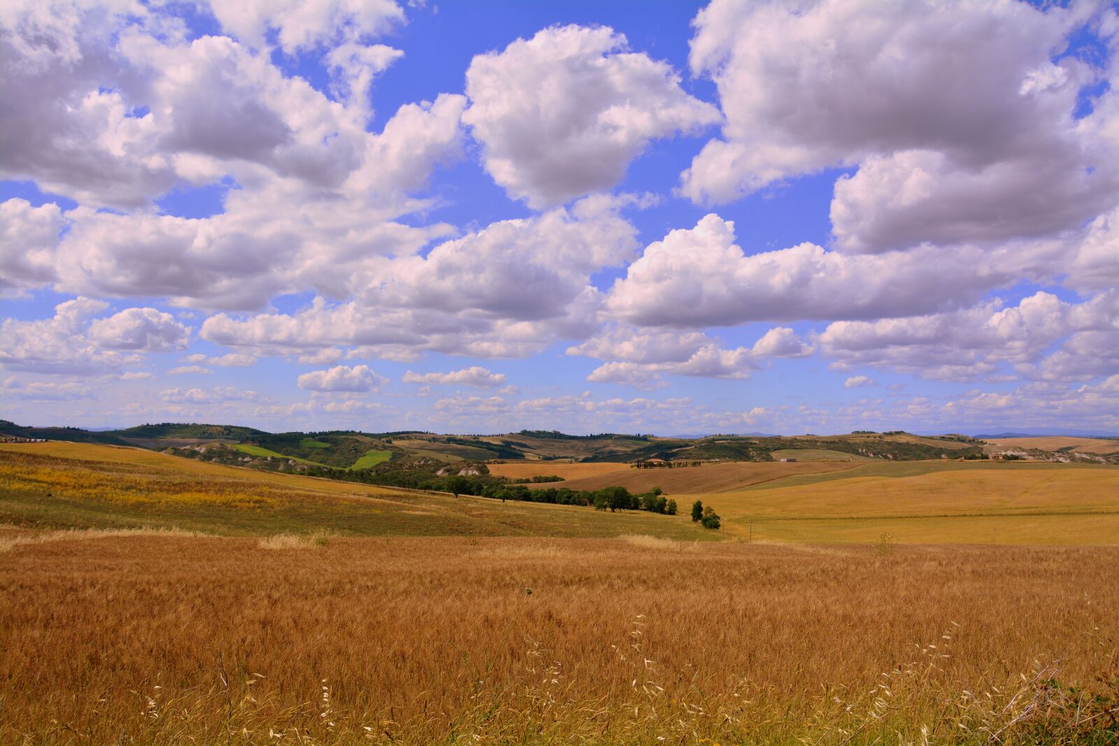 Nikon D7100 sample photo. Wheat, field, sky photography
