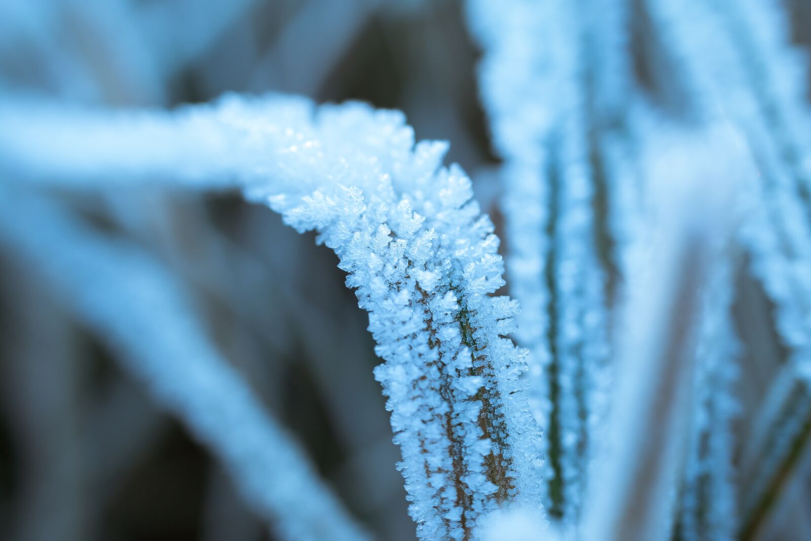 Samsung NX300M sample photo. Ice, eiskristalle, frost photography