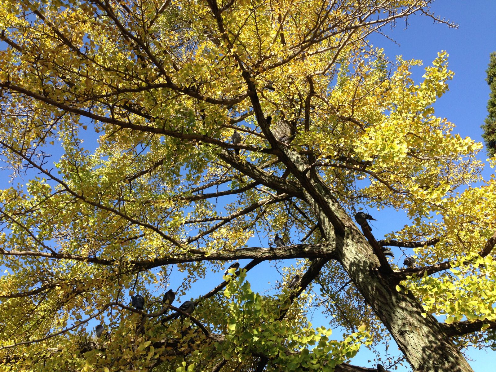 iPhone 5 back camera 4.12mm f/2.4 sample photo. Autumn, ginkgo biloba, fine photography