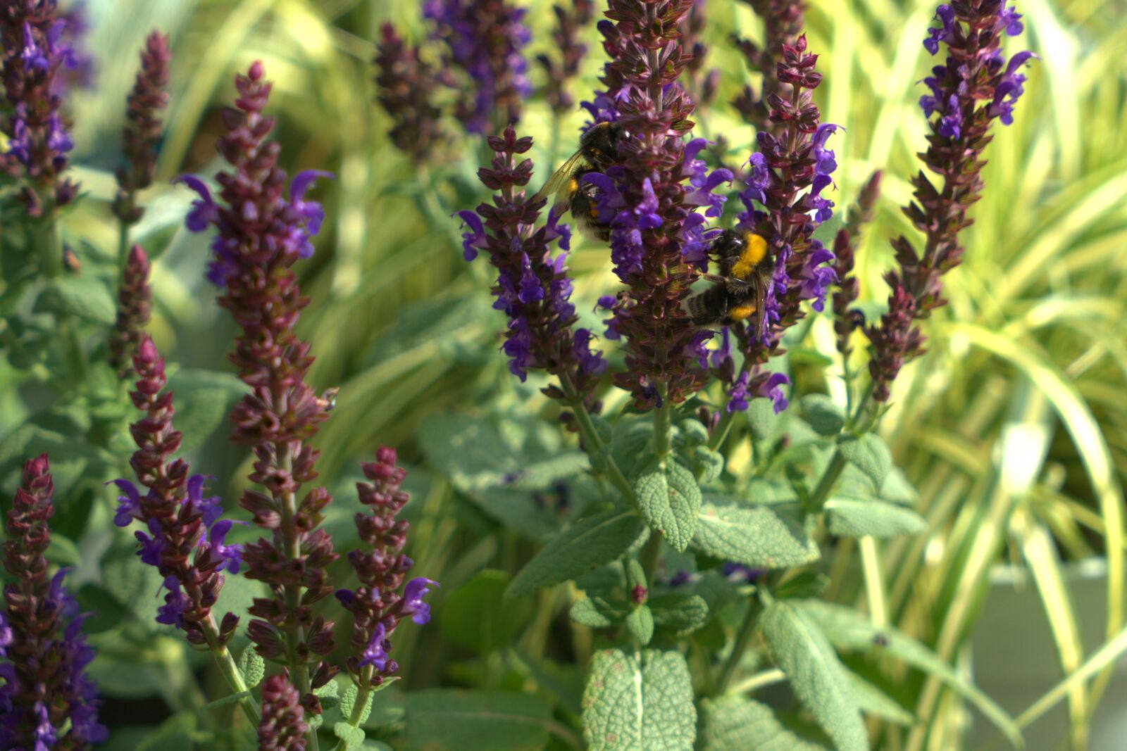 Sony a7 II + Sony Vario Tessar T* FE 24-70mm F4 ZA OSS sample photo. Lavender, hummel, flower photography