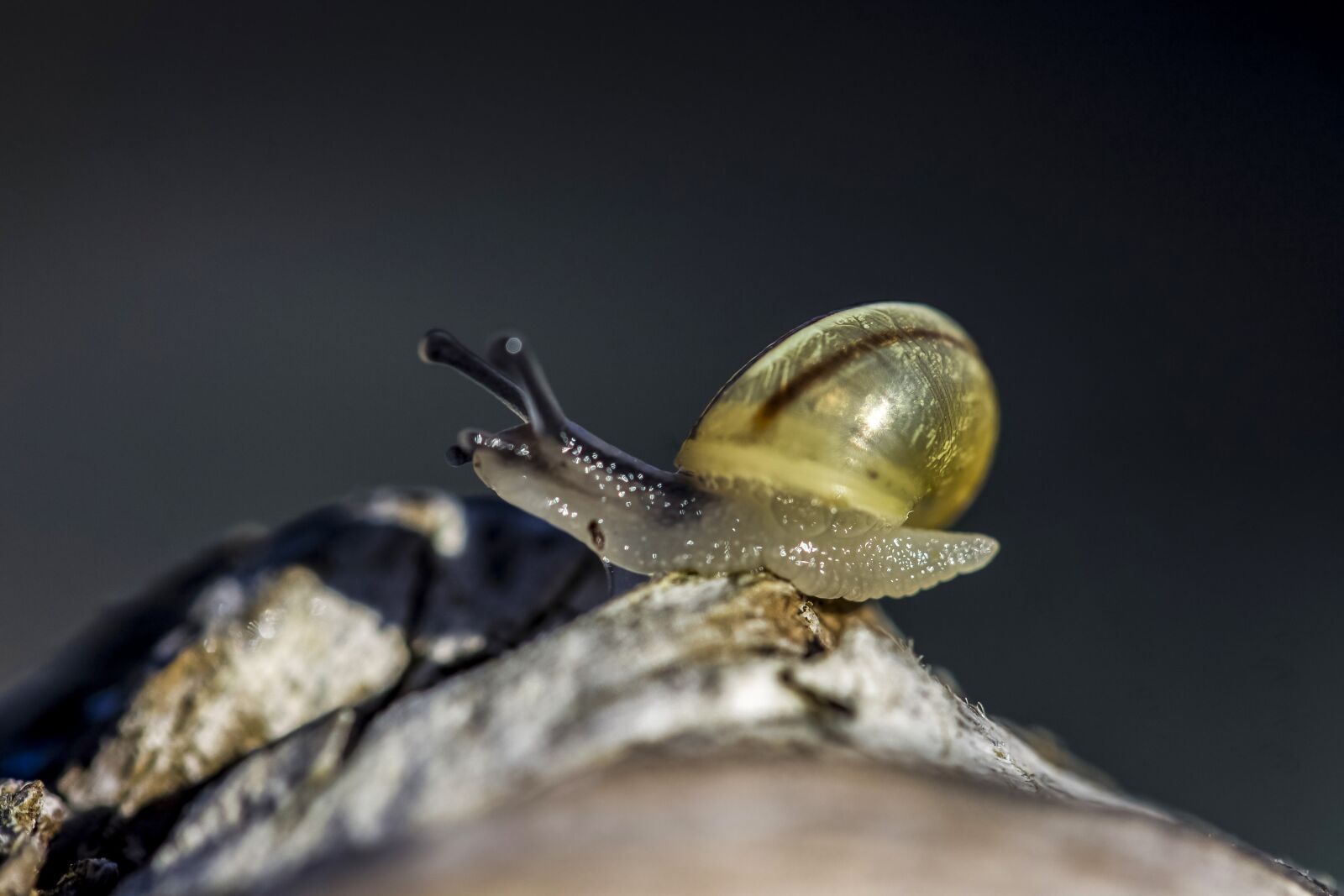Canon EF-S 60mm F2.8 Macro USM sample photo. Snail, animal, nature photography