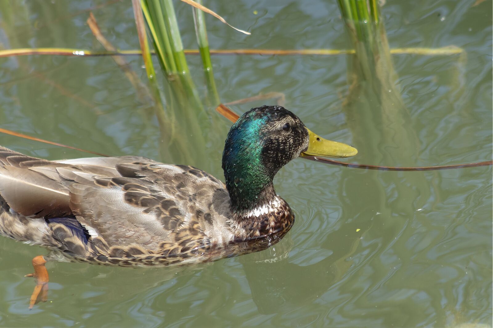Canon EF75-300mm f/4-5.6 sample photo. Wild ducks, teal, duck photography