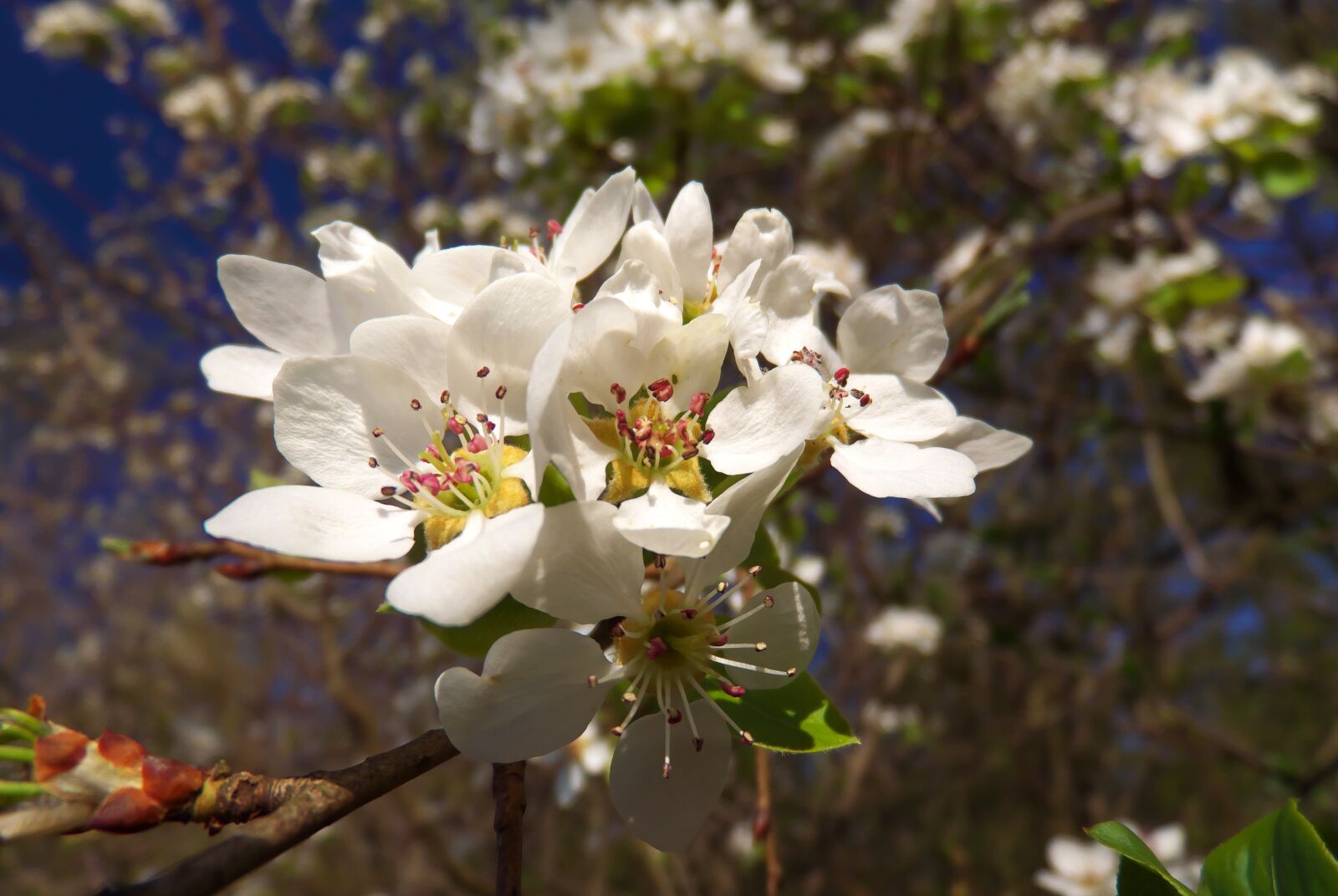 Fujifilm FinePix S1 sample photo. Spring, flower, tree photography