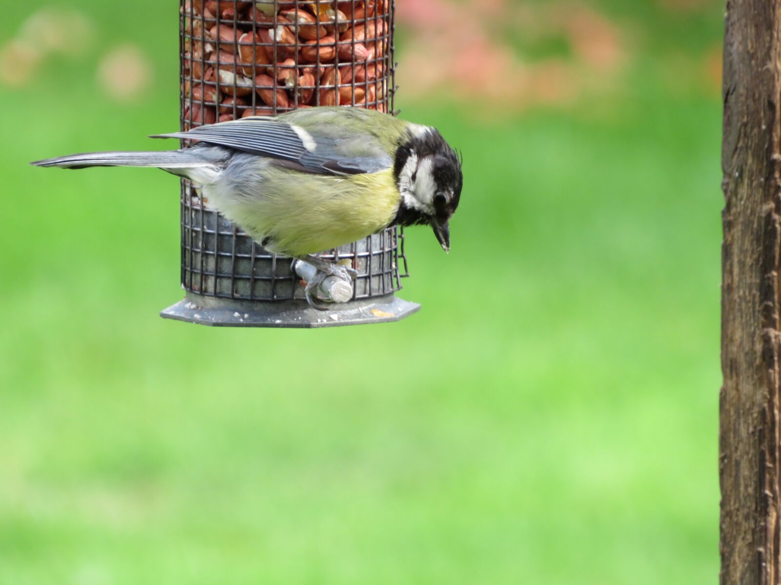 Canon PowerShot SX540 HS sample photo. Great tit, bird, garden photography