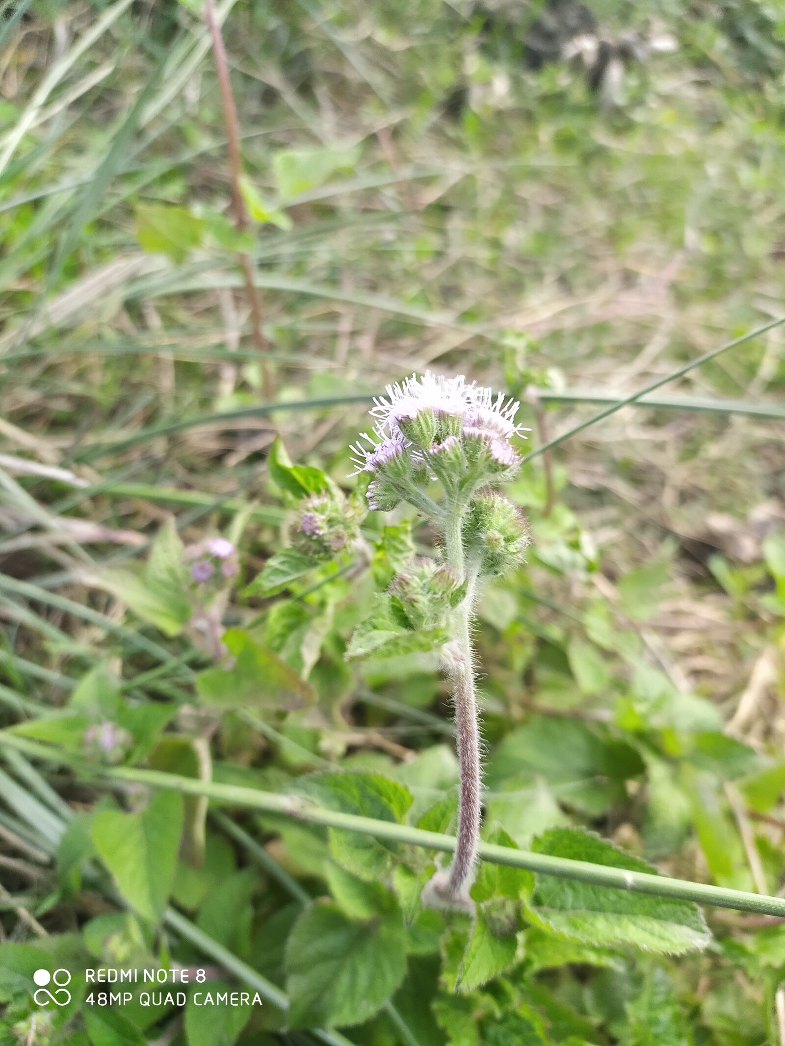 Xiaomi Redmi Note 8 sample photo. Strong, photography, phone photography