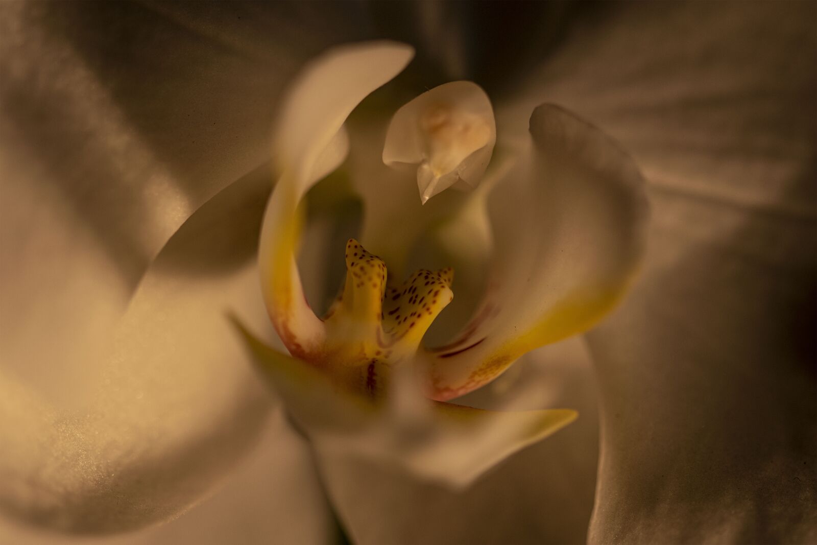 Nikon D5300 sample photo. Orchid, flower, close-up photography