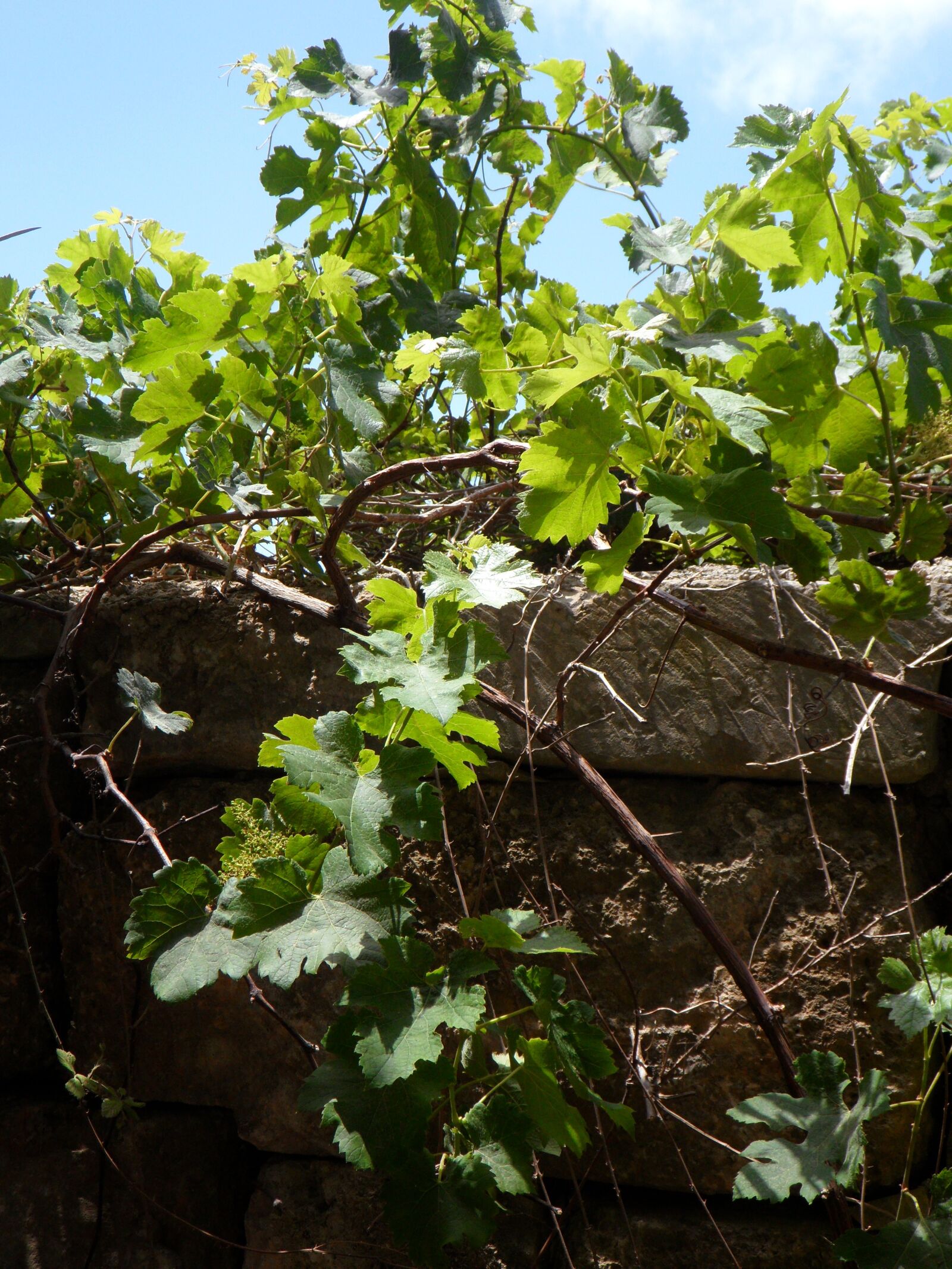 Samsung VLUU WB210, SAMSUNG WB210 sample photo. Wine, wild, wine partner photography