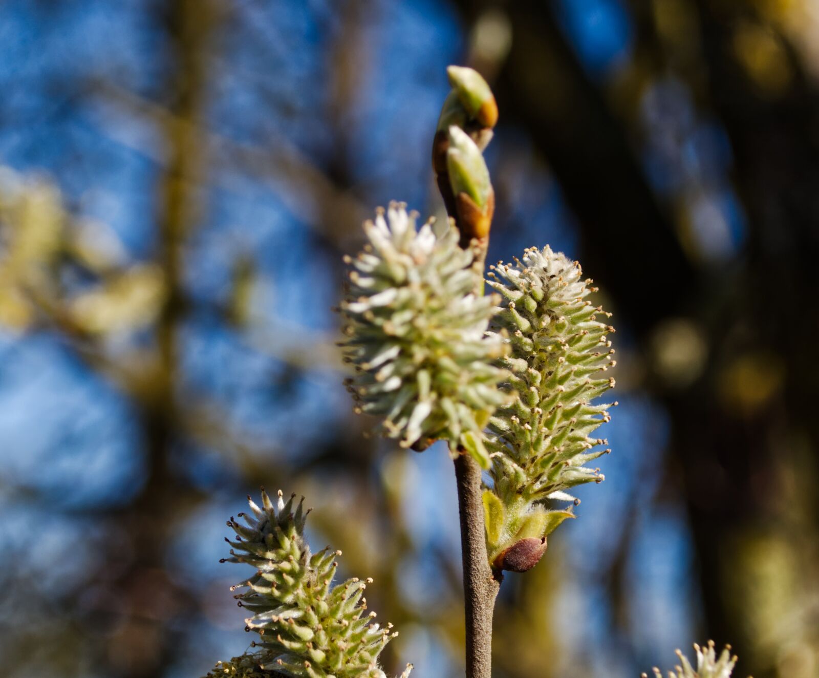 Nikon D5500 sample photo. Willow catkins, plant, nature photography