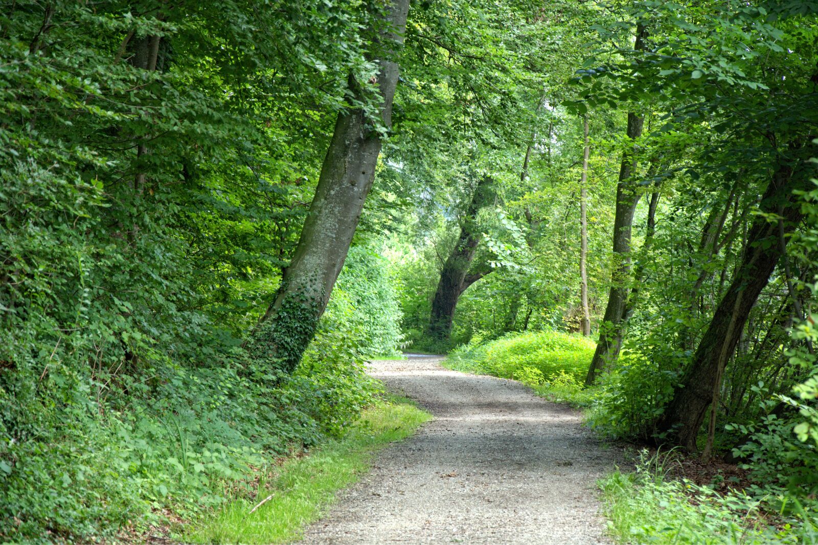 18.0-105.0mm f/3.5-f/5.6 sample photo. Away, forest, forest path photography