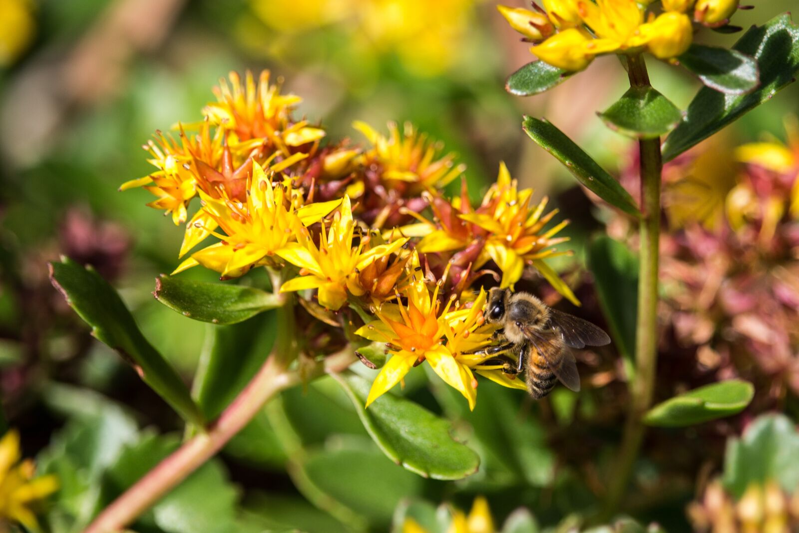 Canon EOS 700D (EOS Rebel T5i / EOS Kiss X7i) sample photo. Bee, yellow, flower photography