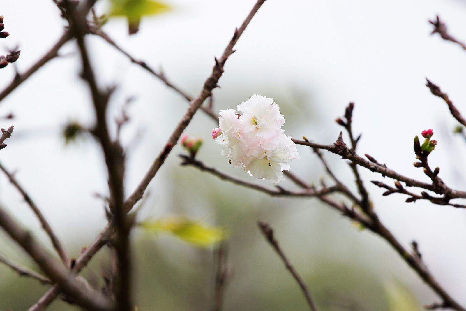 Canon EOS 500D (EOS Rebel T1i / EOS Kiss X3) sample photo. Plant, cherry blossoms, chrysanthemum photography