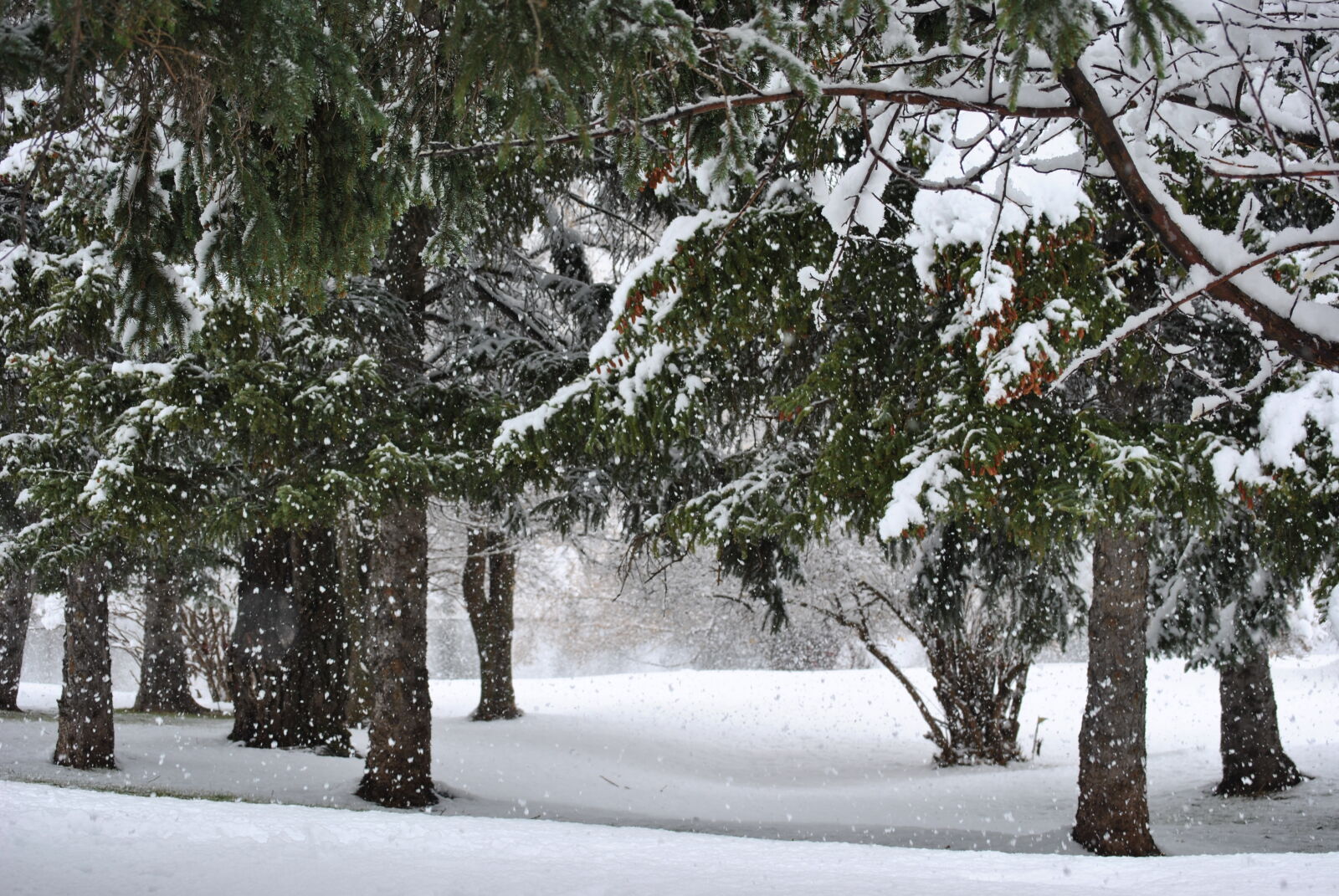 Nikon AF-S DX Nikkor 55-200mm F4-5.6G VR sample photo. Snow, snowfall, trees photography