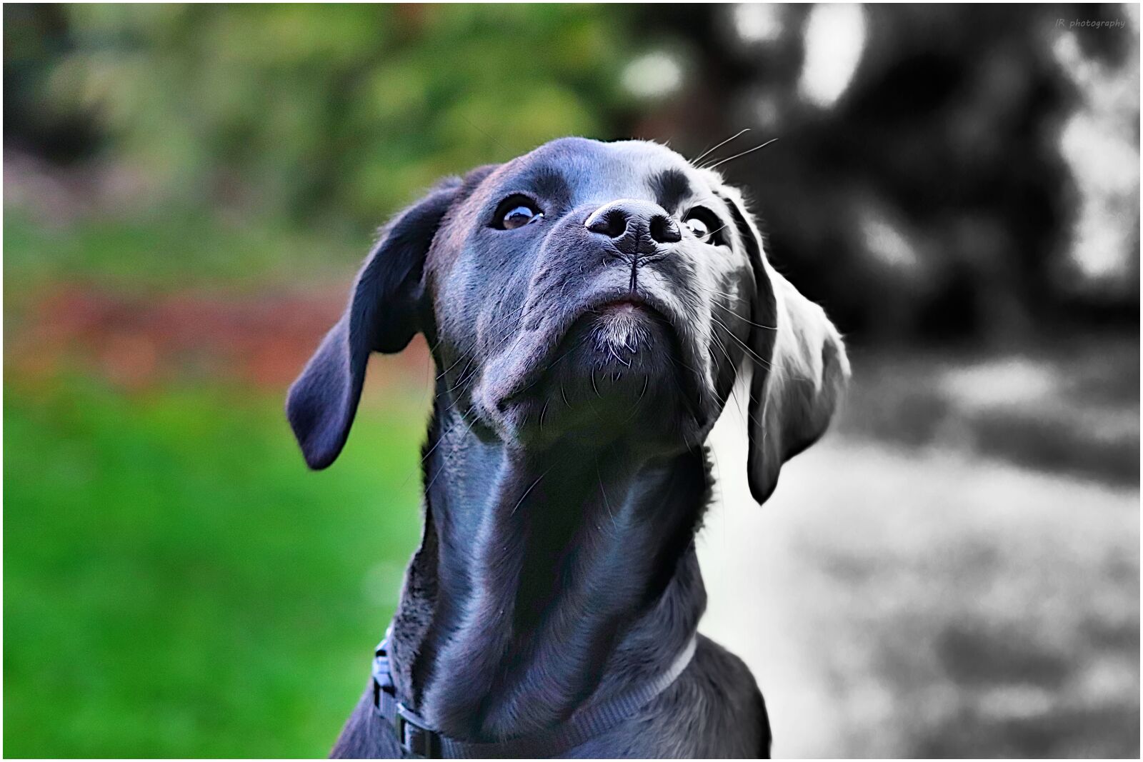 Canon EF75-300mm f/4-5.6 sample photo. Dog, view, watch photography