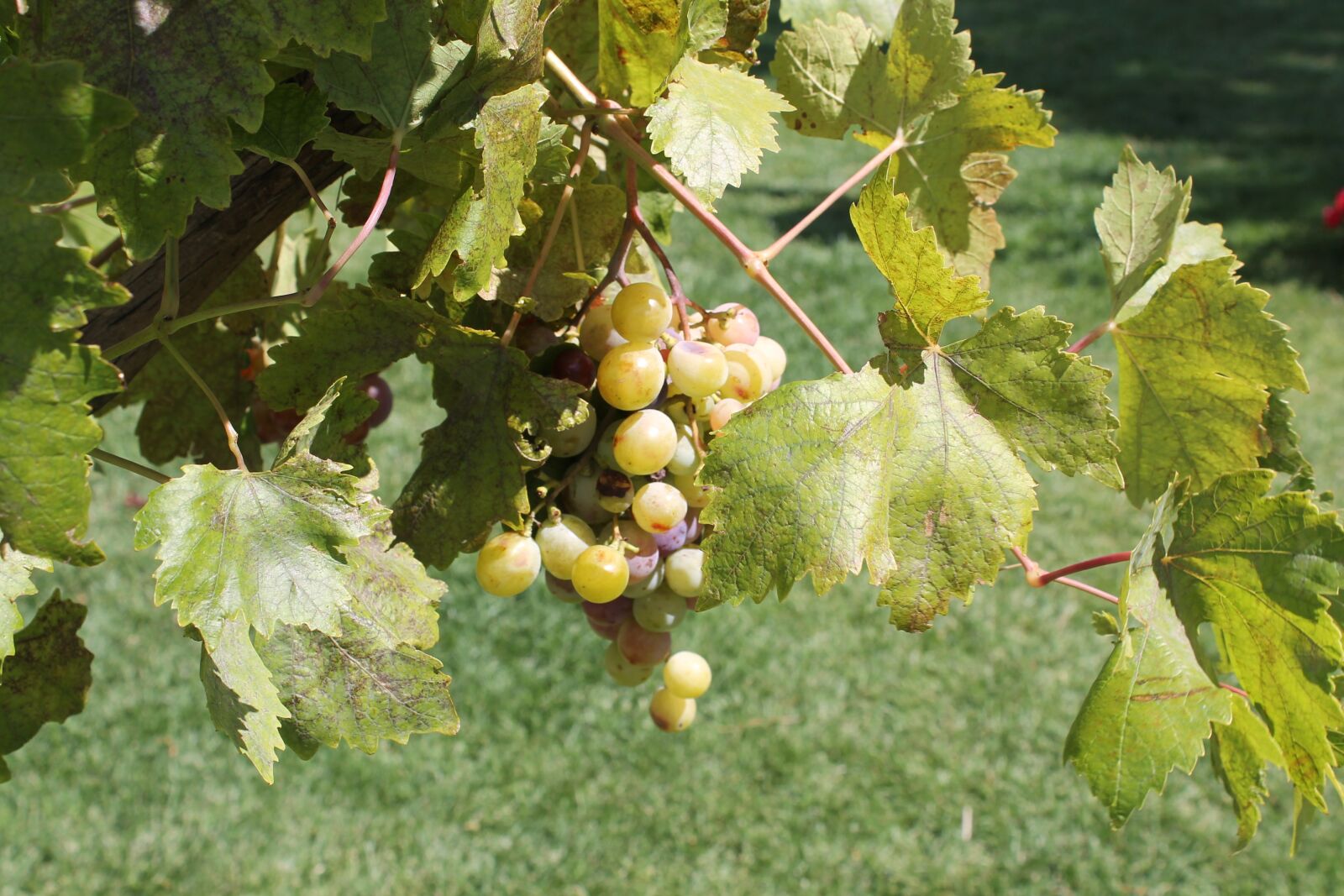 Canon EOS 1100D (EOS Rebel T3 / EOS Kiss X50) sample photo. Grapes, etna, sicily photography