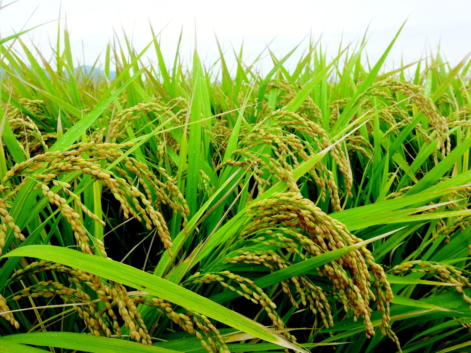 Samsung Galaxy Note2 sample photo. Ch, rice, autumn photography