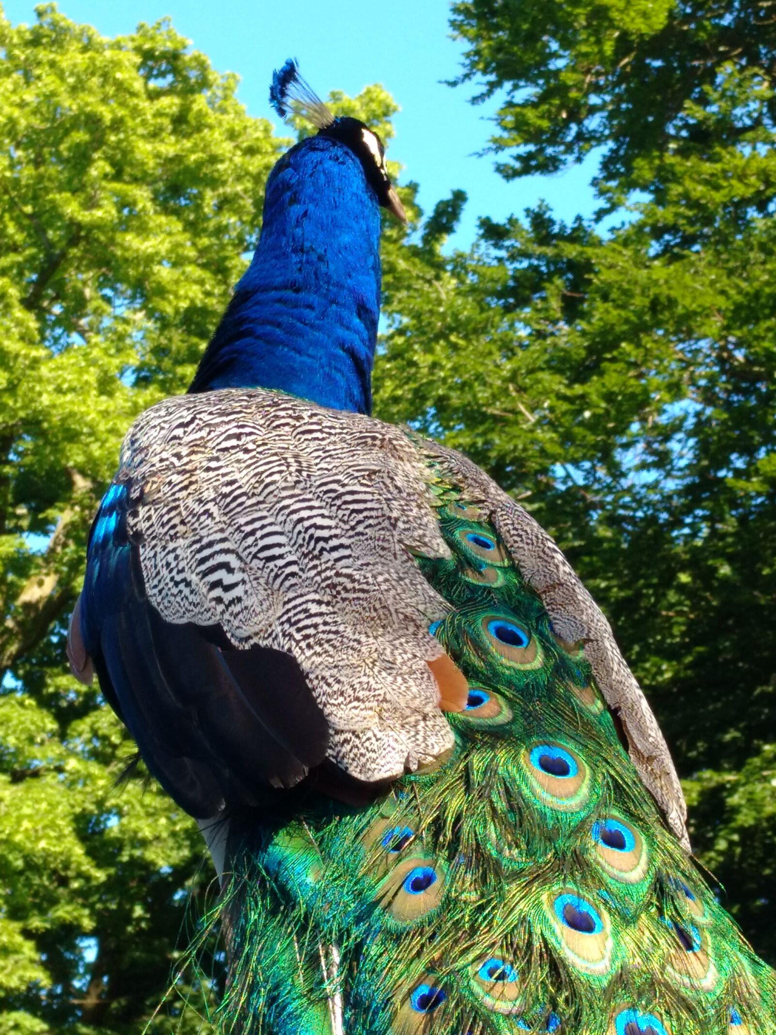 Motorola Moto X Play sample photo. Peacock, bird, tree photography