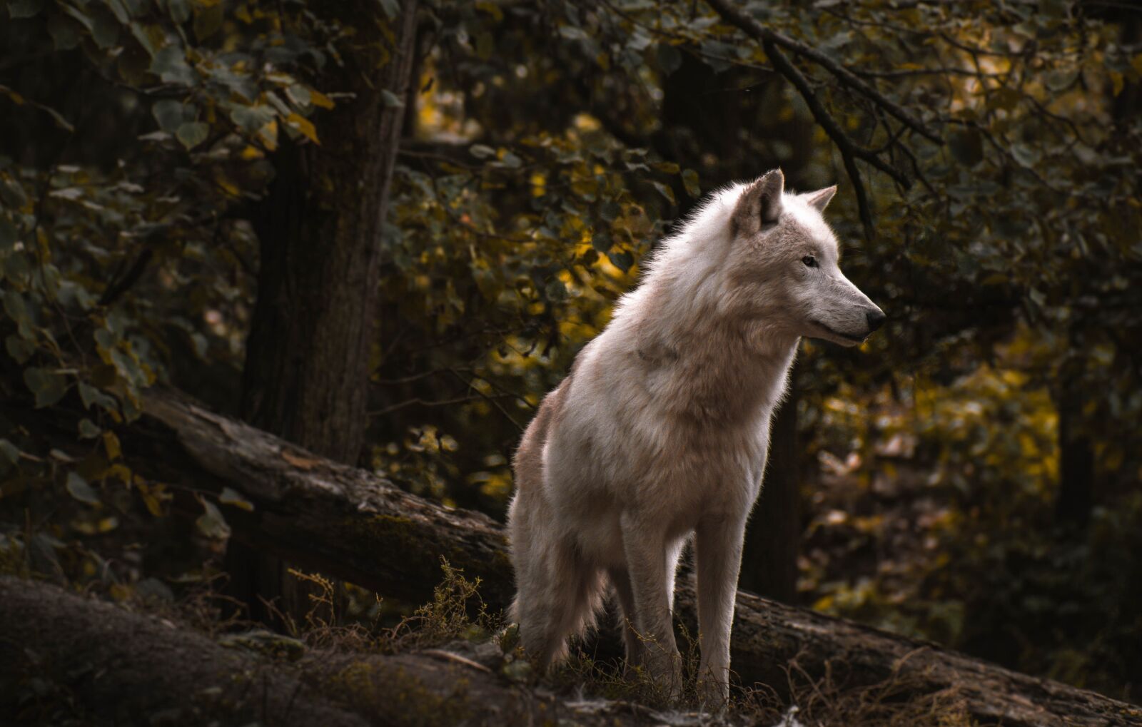 Nikon D5600 sample photo. Wolf, forest, zoo photography