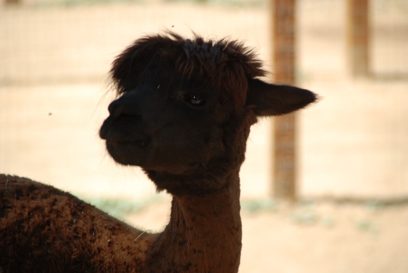 Nikon D60 sample photo. Silhouette, alpaca, animal photography