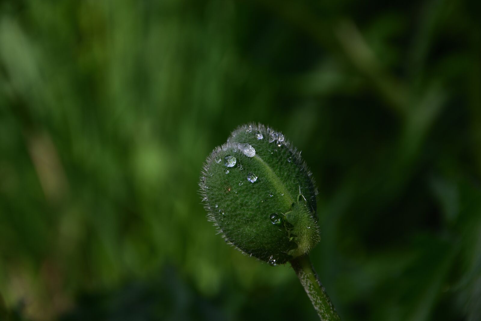 Nikon D3400 sample photo. Flower, drops, garden photography