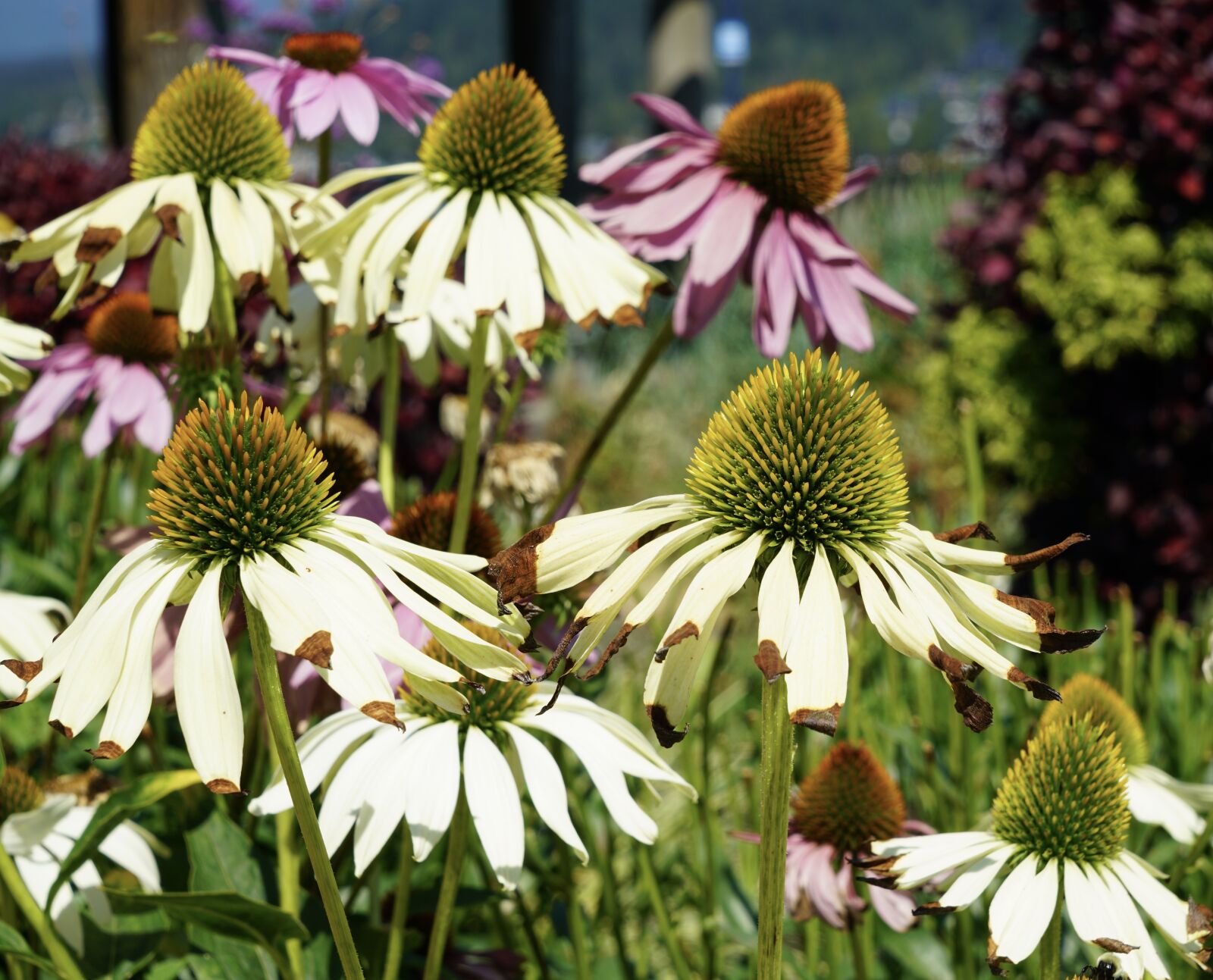 Sony a7R II + Sony Vario Tessar T* FE 24-70mm F4 ZA OSS sample photo. Flower, echinacea, plant photography