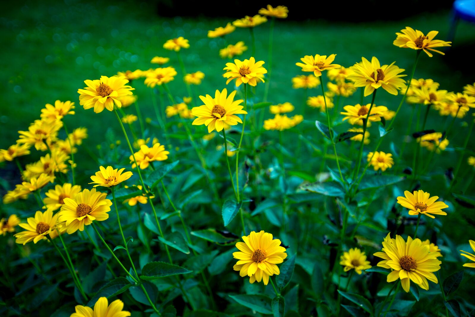 Canon EF 16-35mm F2.8L II USM sample photo. Flowers, yellow, nature photography