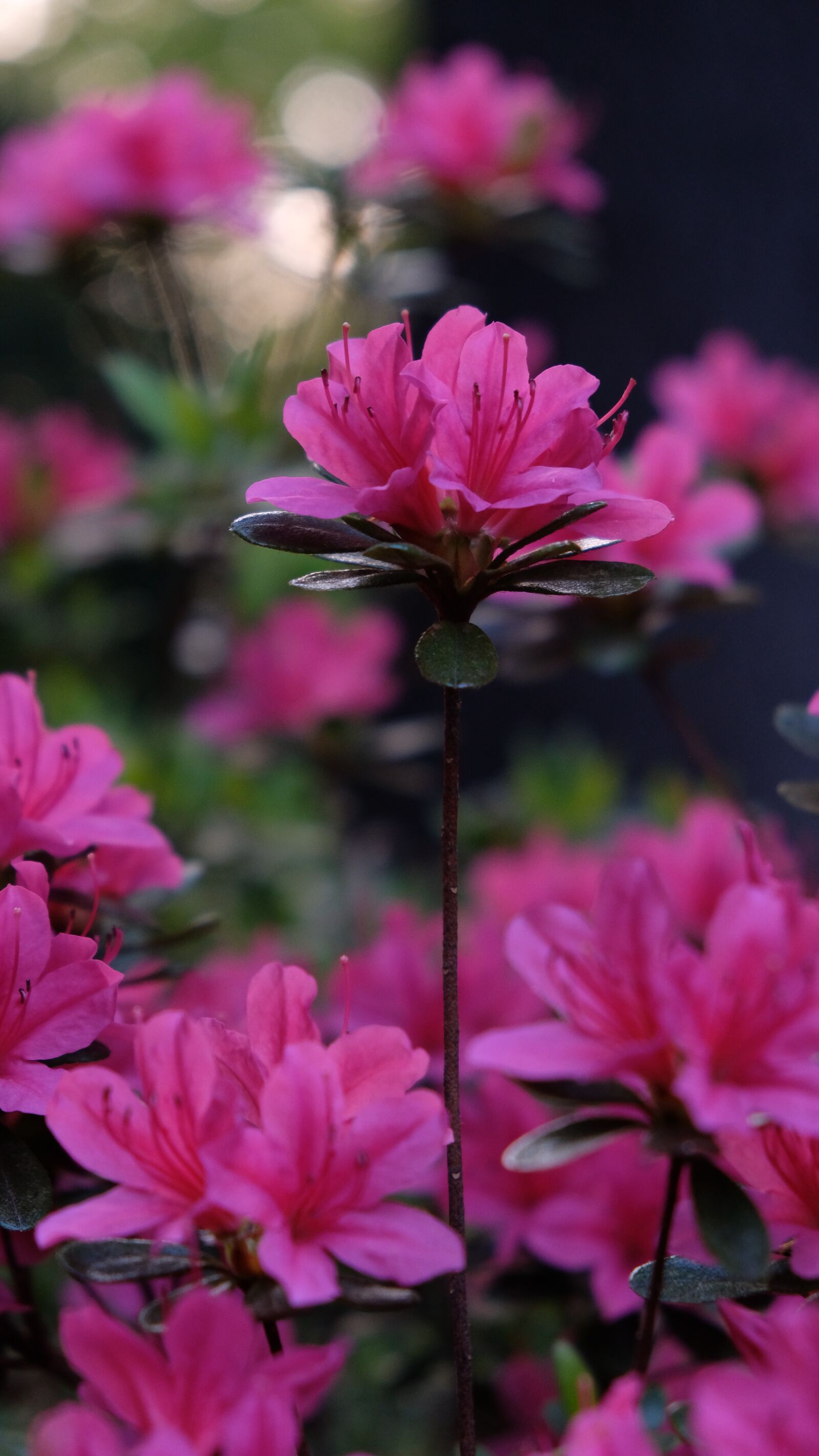 Fujifilm X-E3 sample photo. Flowers, azalea, pink flowers photography