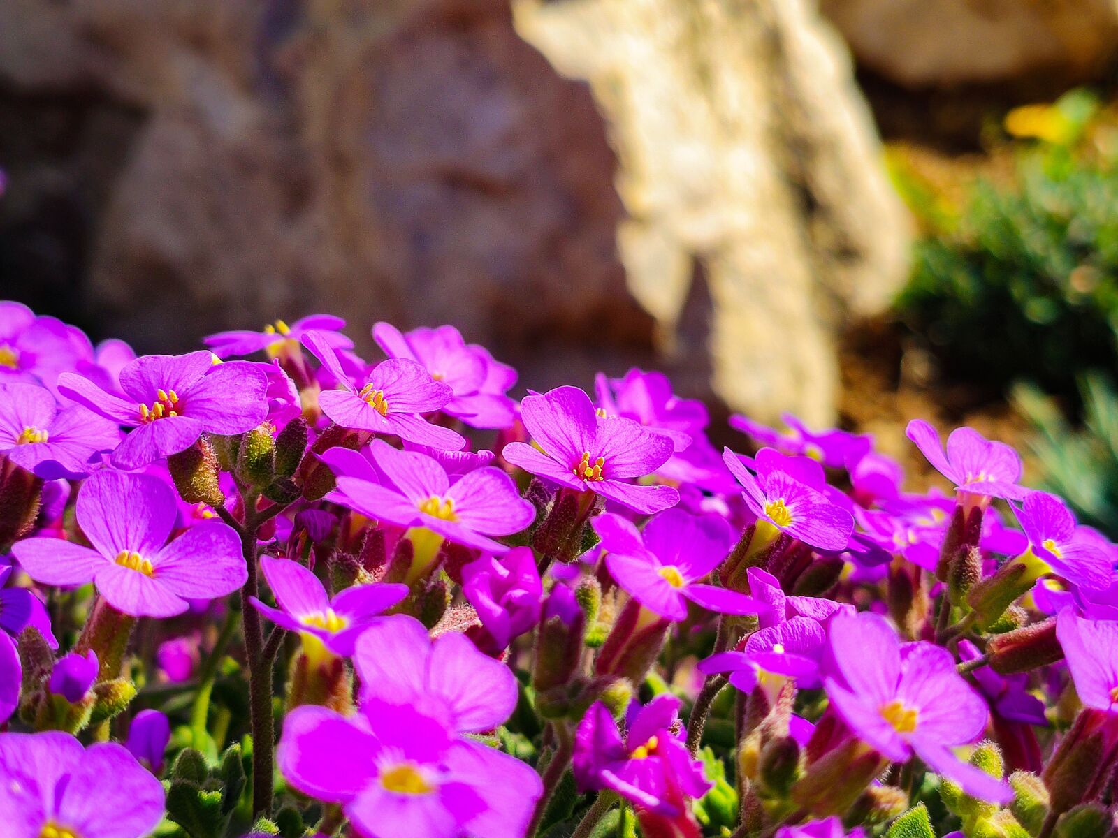 Xiaomi MI 9 sample photo. Flowers, purple flowers, stone photography