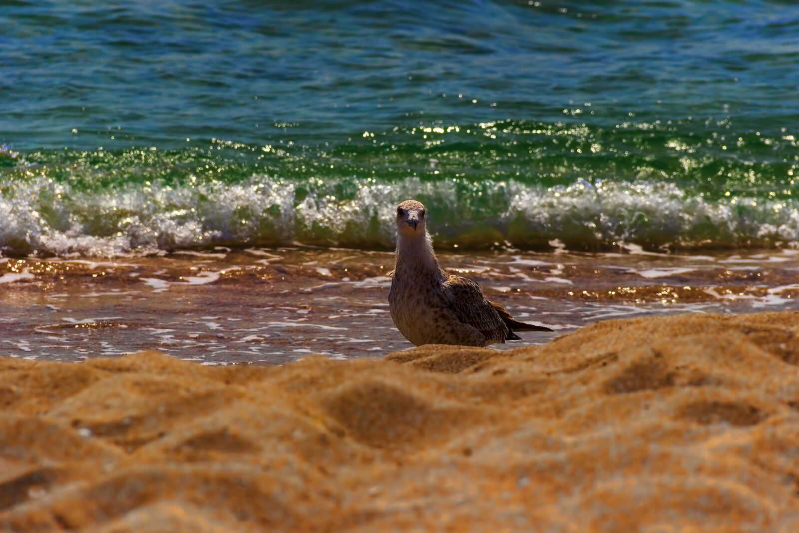 Canon EOS 600D (Rebel EOS T3i / EOS Kiss X5) sample photo. Seagull, black sea, sea photography