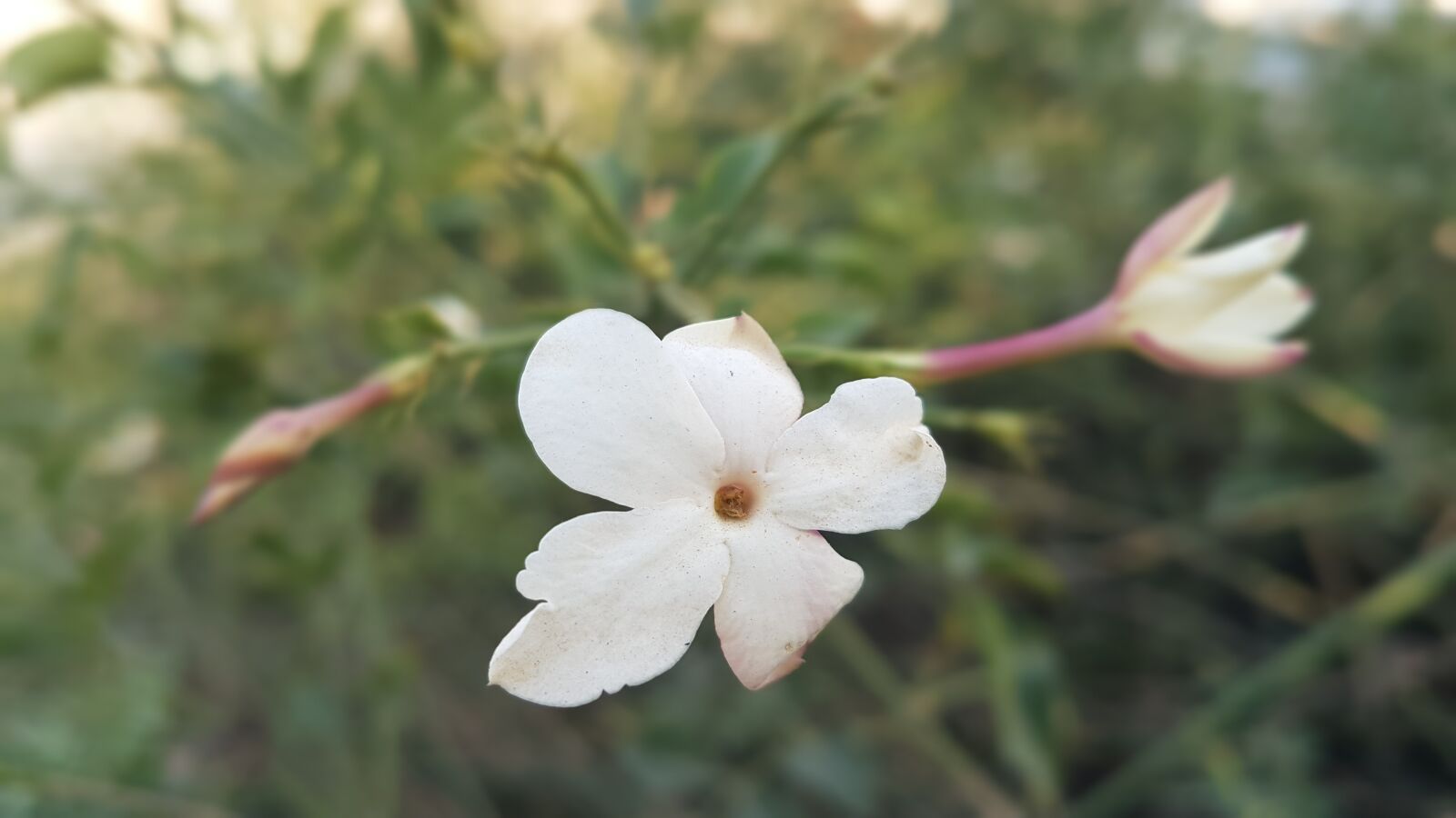 Samsung Galaxy S7 Edge sample photo. Flower, spring, white flowers photography