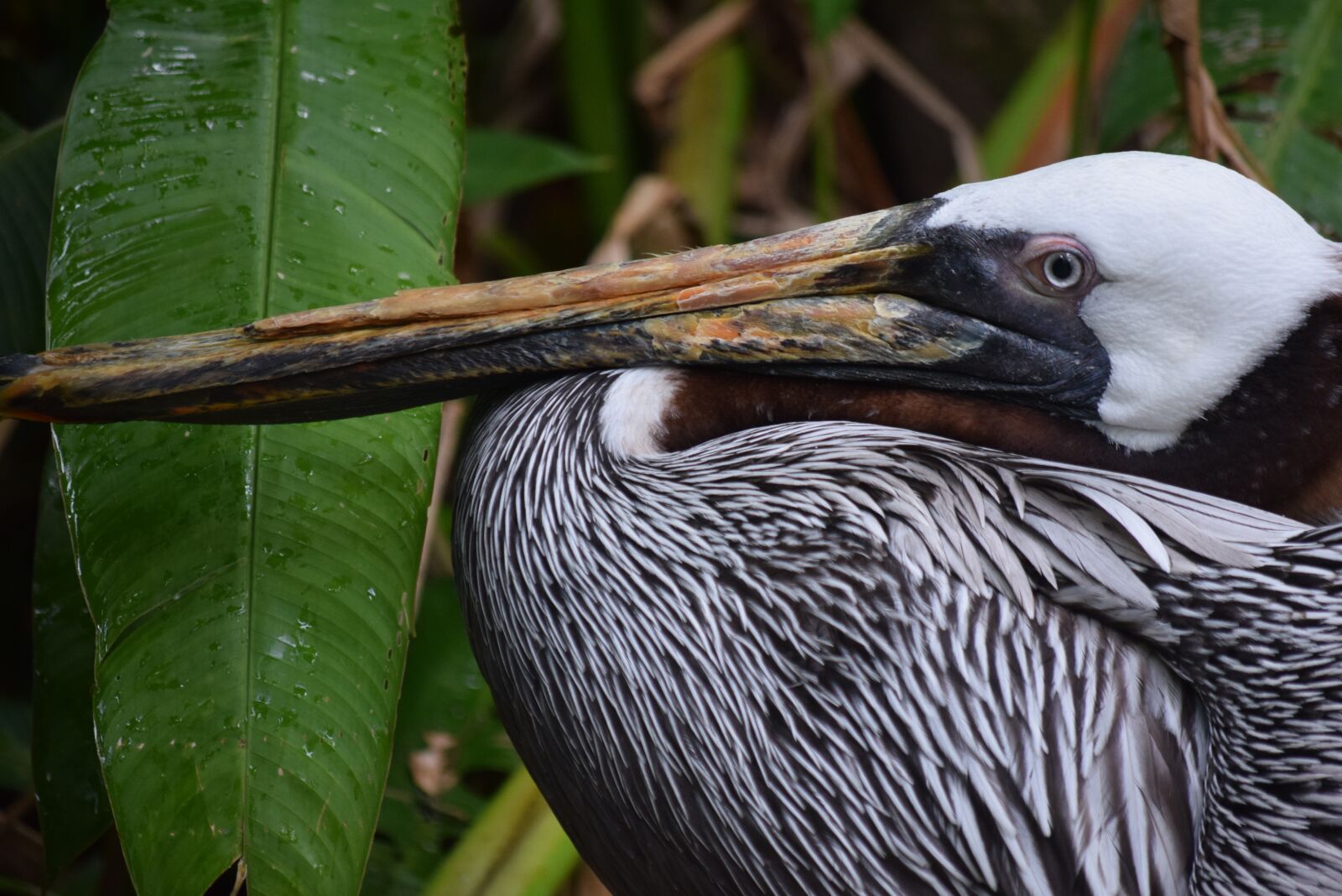 Nikon D3300 sample photo. Belize, pelican, wildlife photography