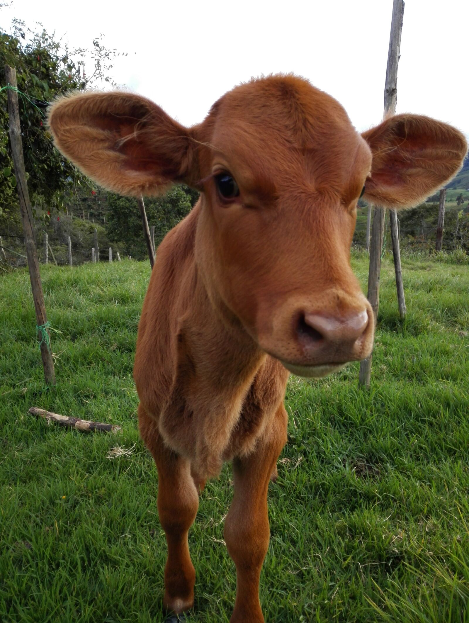 HUAWEI P7-L12 sample photo. Calf, cow, livestock photography