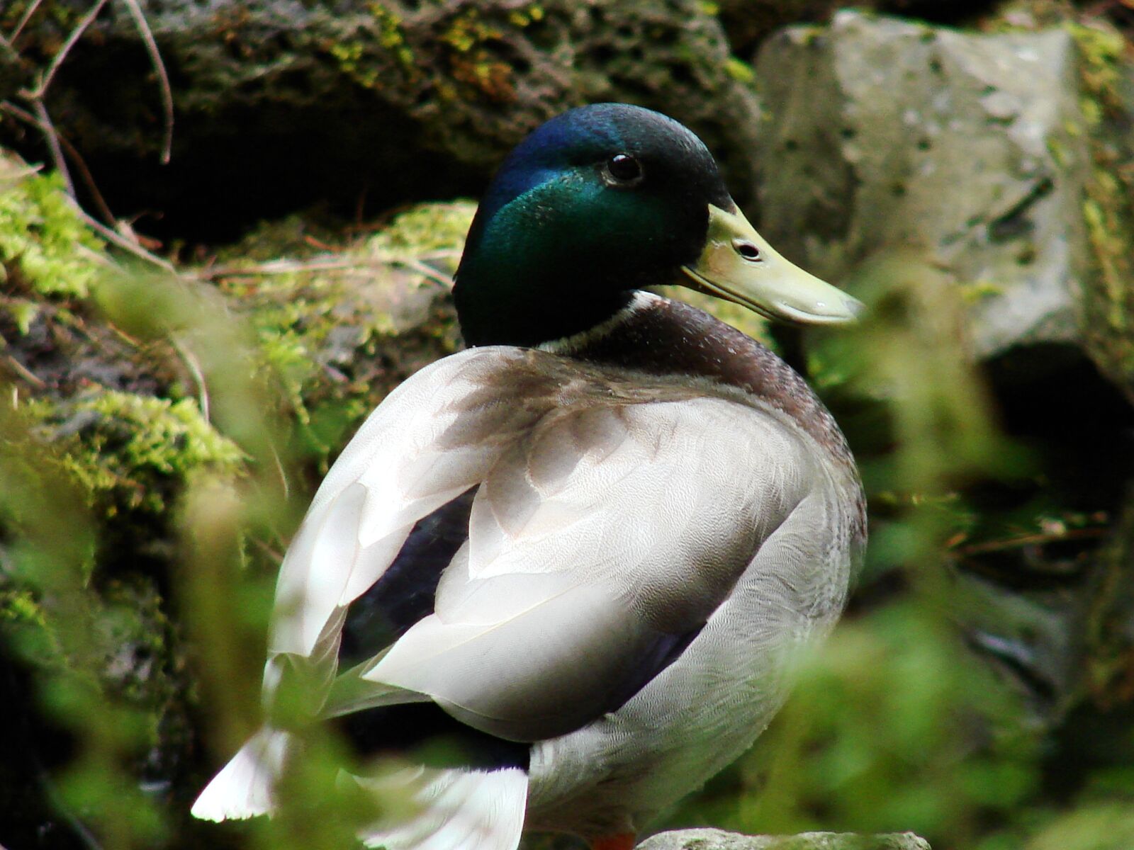 Sony DSC-H5 sample photo. Mallard, duck, nature photography