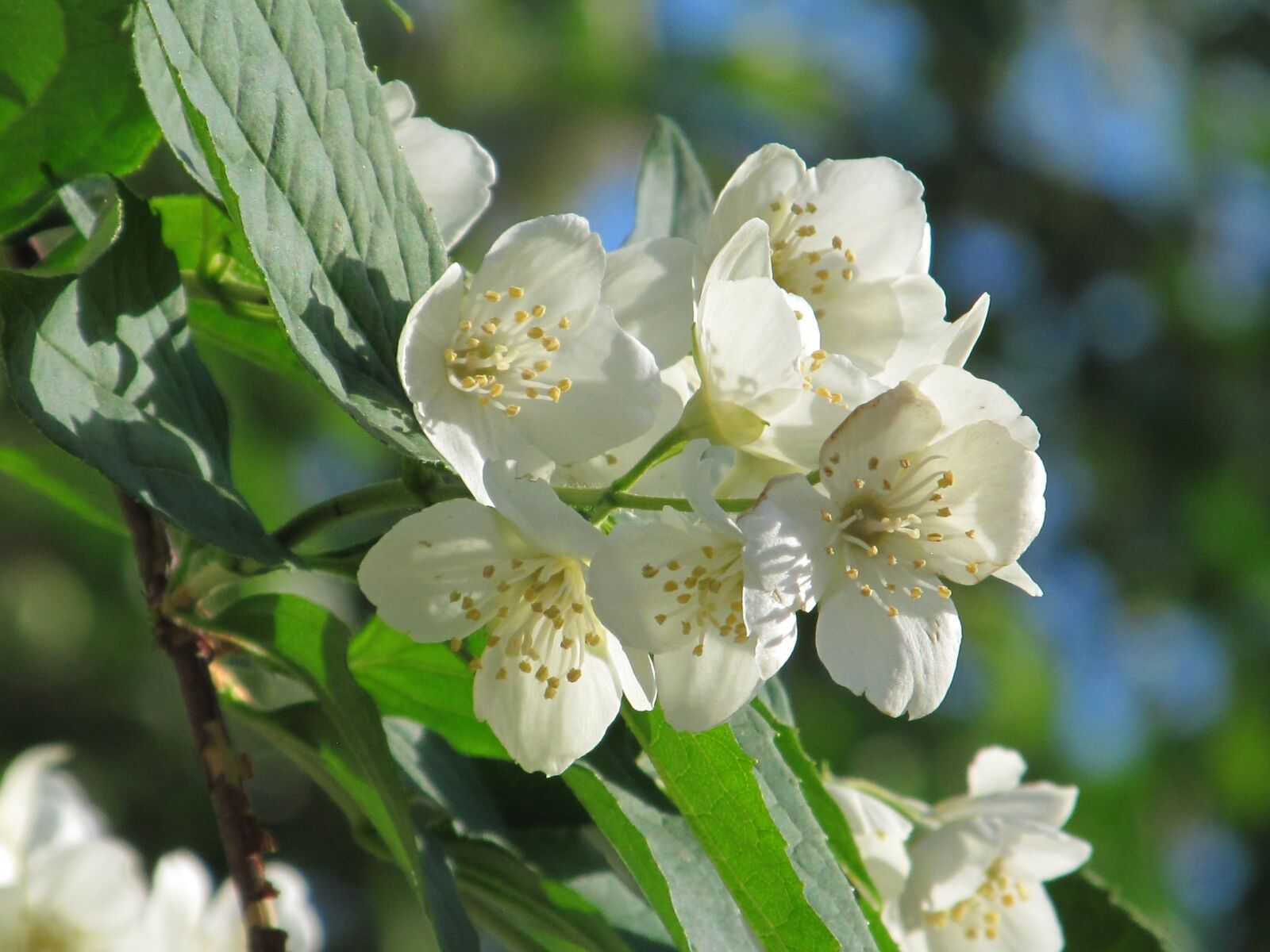 Canon PowerShot SX150 IS sample photo. Jasmine, blooming jasmine, white photography