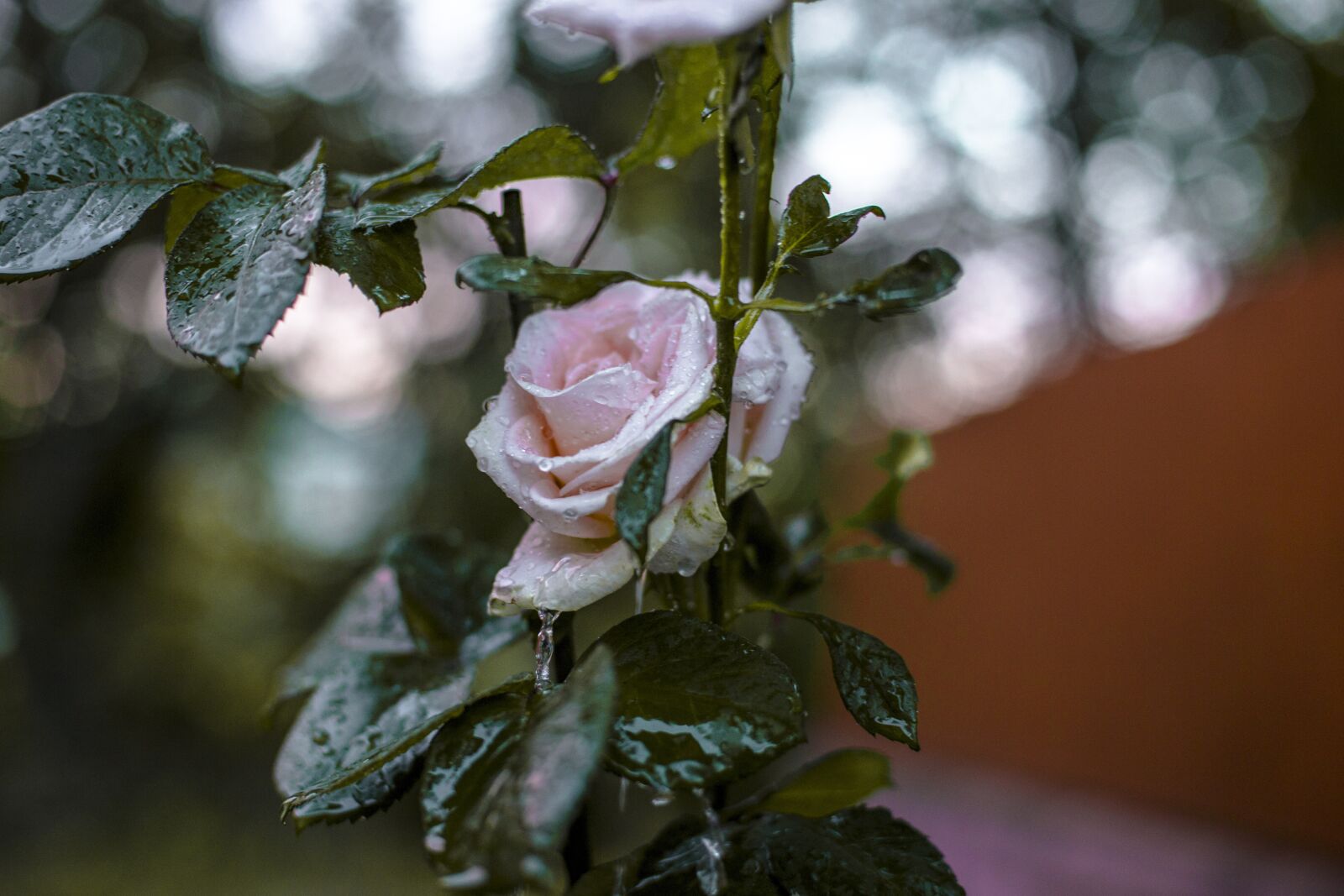 Canon EOS 6D + Canon EF 50mm F1.4 USM sample photo. Flower, roses, flowers photography