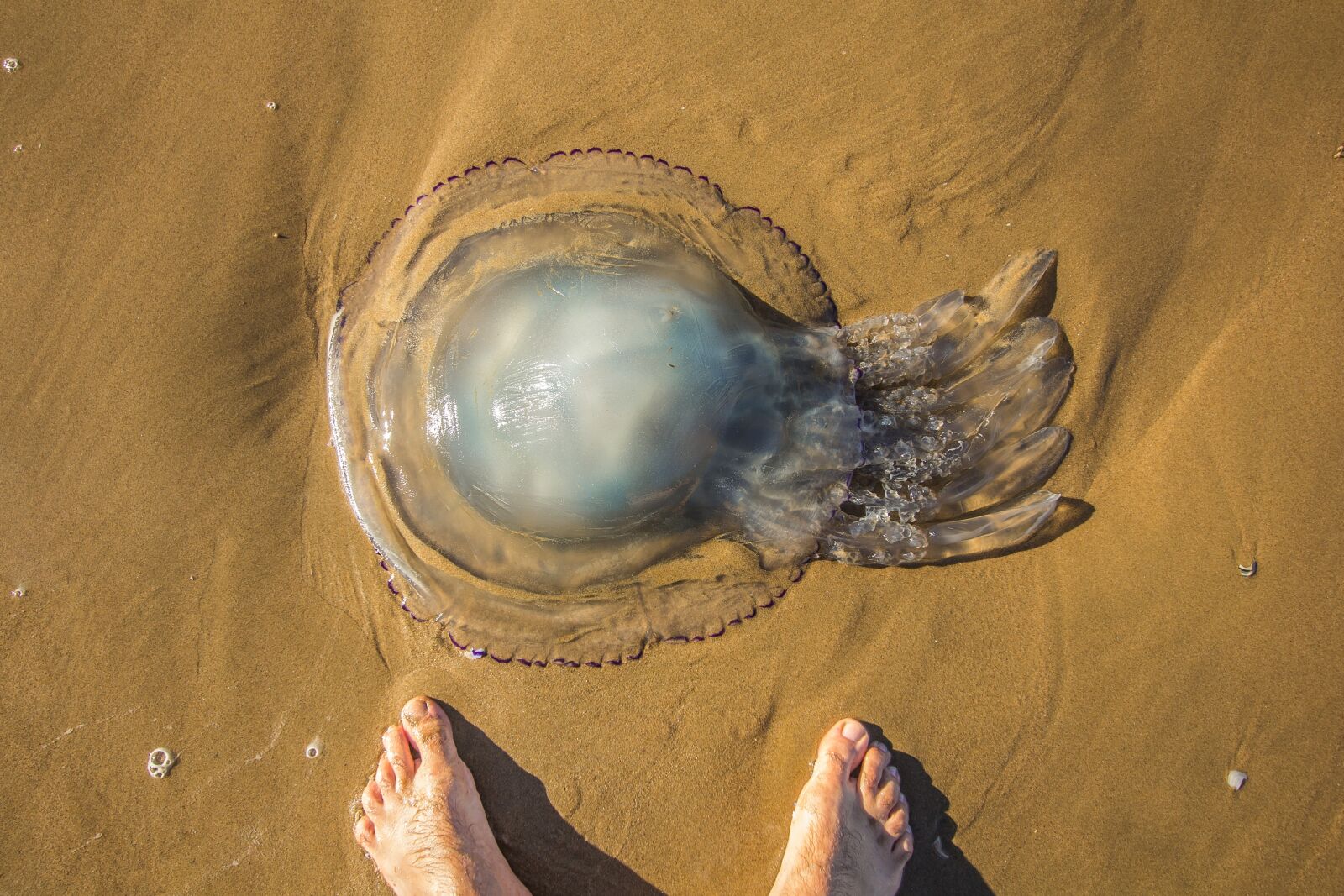 Canon EF-S 10-22mm F3.5-4.5 USM sample photo. Jellyfish, beach, ocean photography