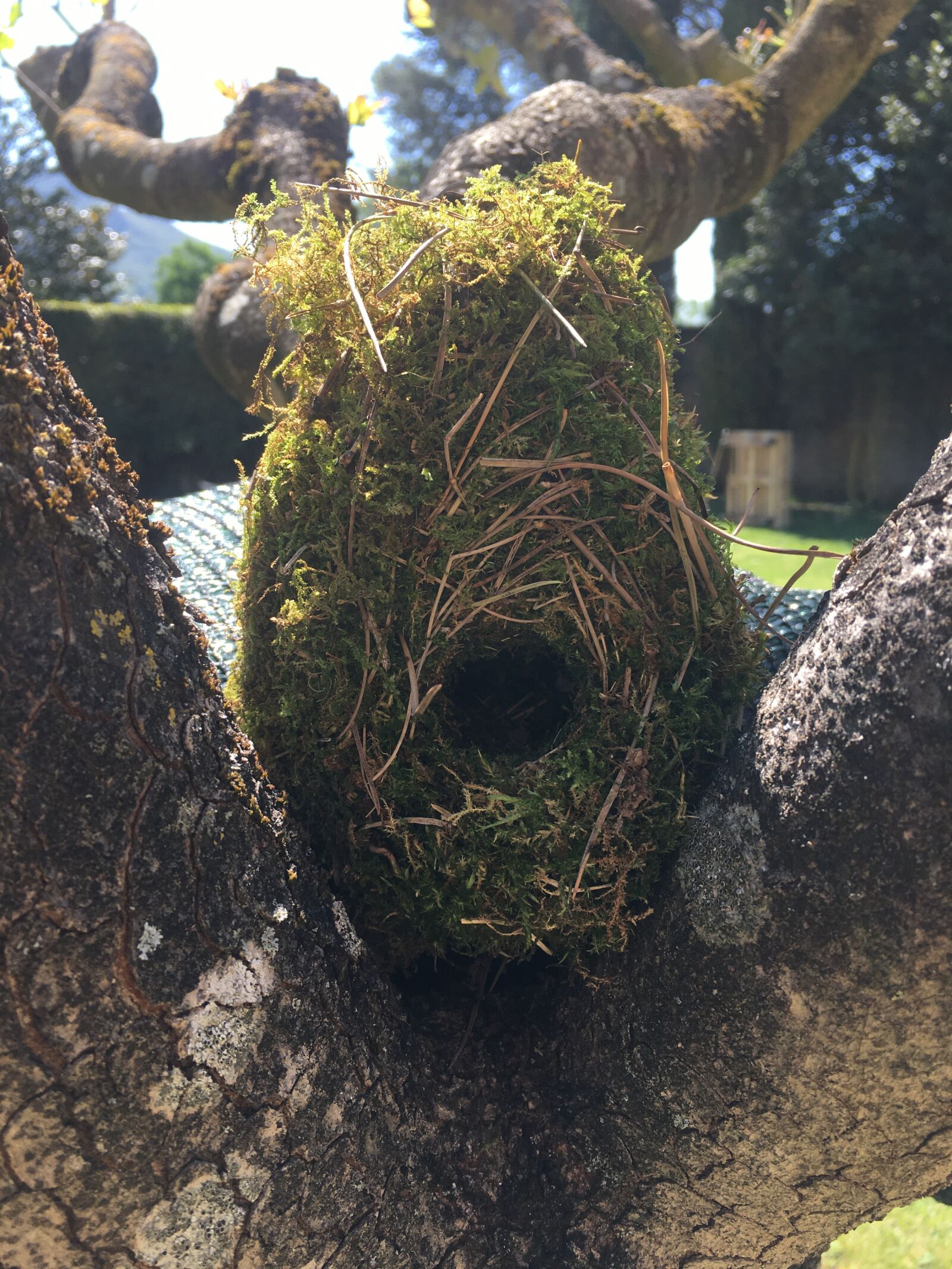 Apple iPhone 6s sample photo. Nest, passerini, birds photography