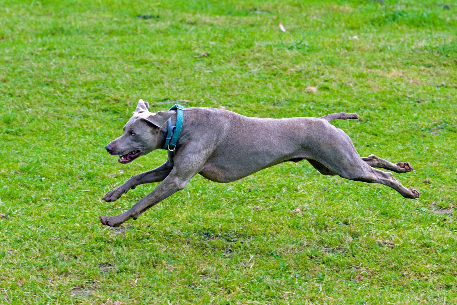 Nikon D500 sample photo. Weimaraner, dog, running photography