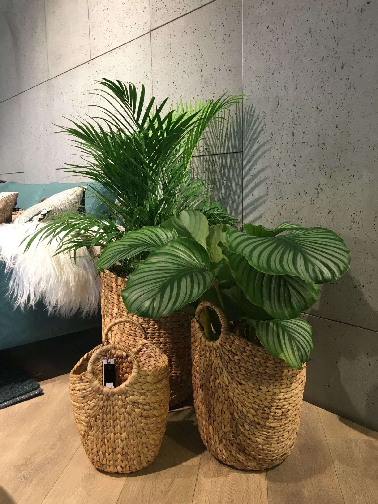 Apple iPhone 6s sample photo. Basket, interior, flowers photography