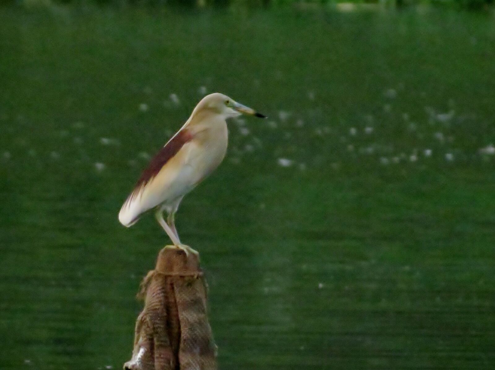 Canon PowerShot SX40 HS sample photo. Bird, siva301in photography