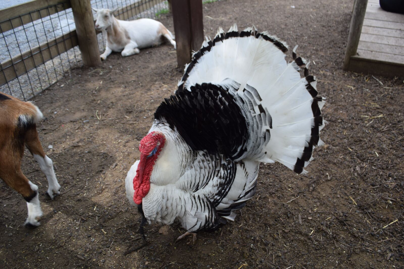 Nikon D3300 sample photo. Turkey, petting zoo, bird photography
