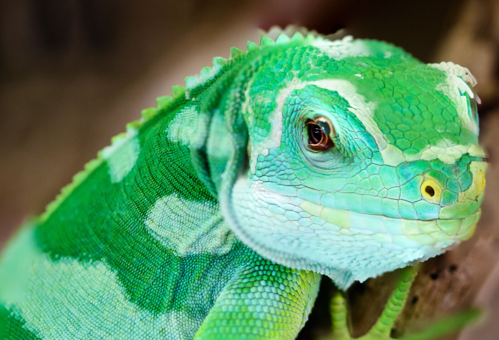 Canon EOS 70D sample photo. Animal, gecko, lizard photography