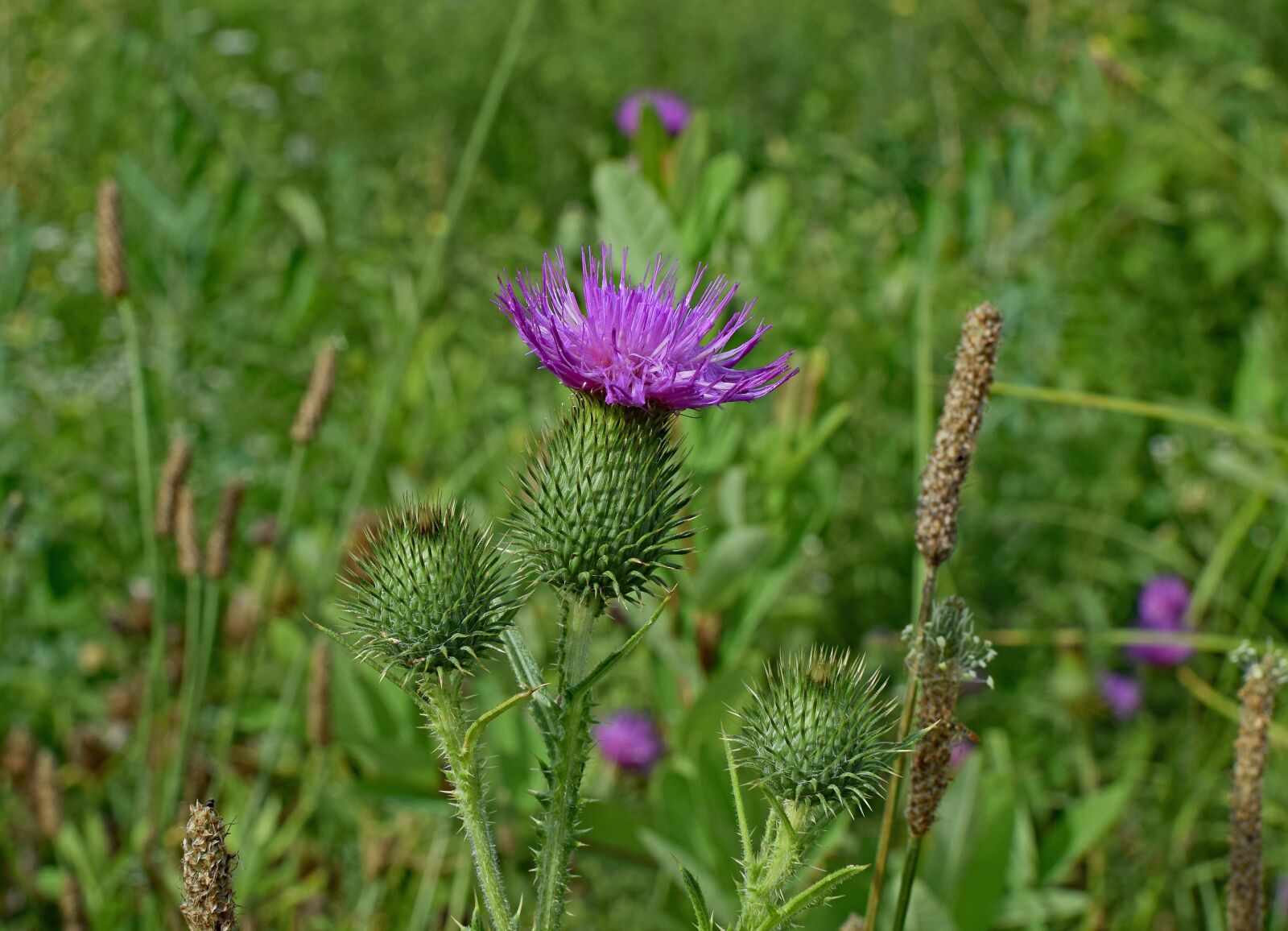 Nikon D3300 sample photo. Common thistle, wildflower, flower photography