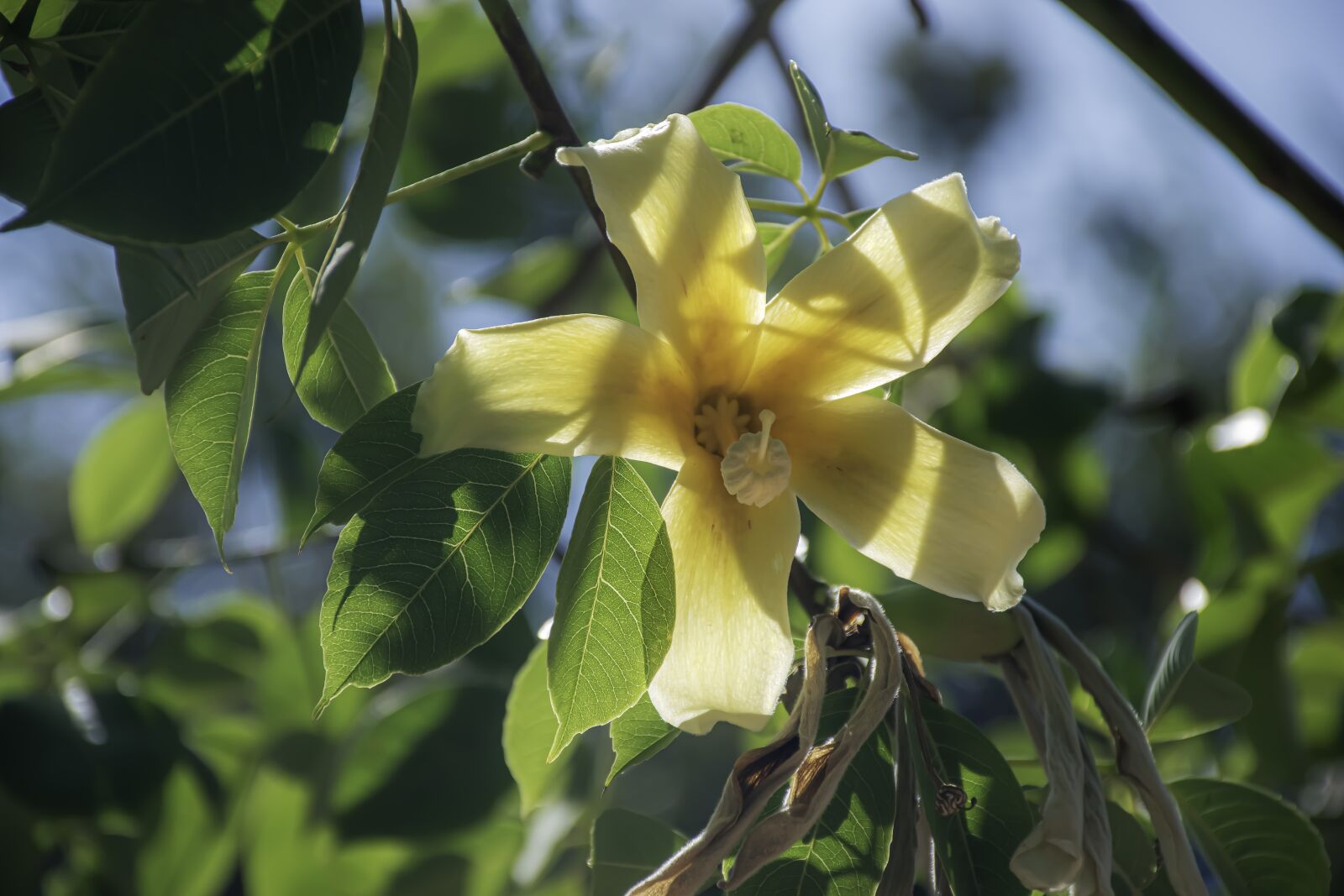 Nikon D5600 sample photo. Flower, mood, hello photography